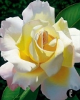 Love's Rose